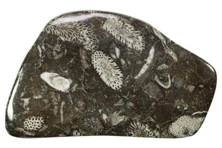 Polished Devonian Fossil Coral and Bryozoan Plate - Morocco #365155